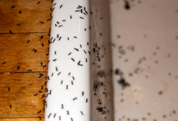 Best Pest Prevention Services  in Pearl Beach, MI